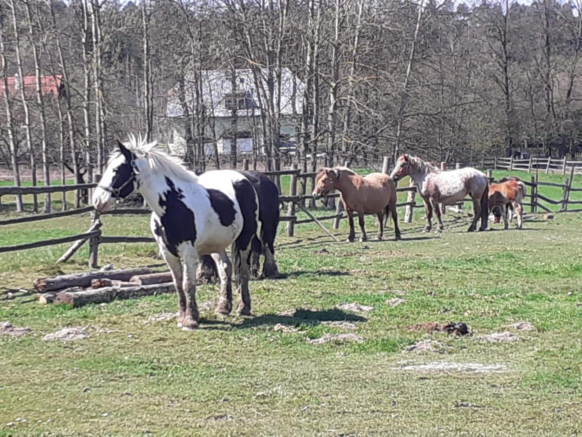 Otulina Dom W Gorach Stolowych Pod Szczelincem Pogranicze Pl-Cz Radków Kültér fotó